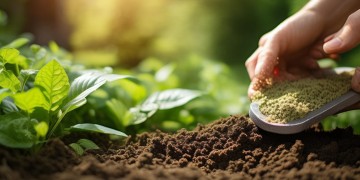 物业绿植施肥用什么合适呢？